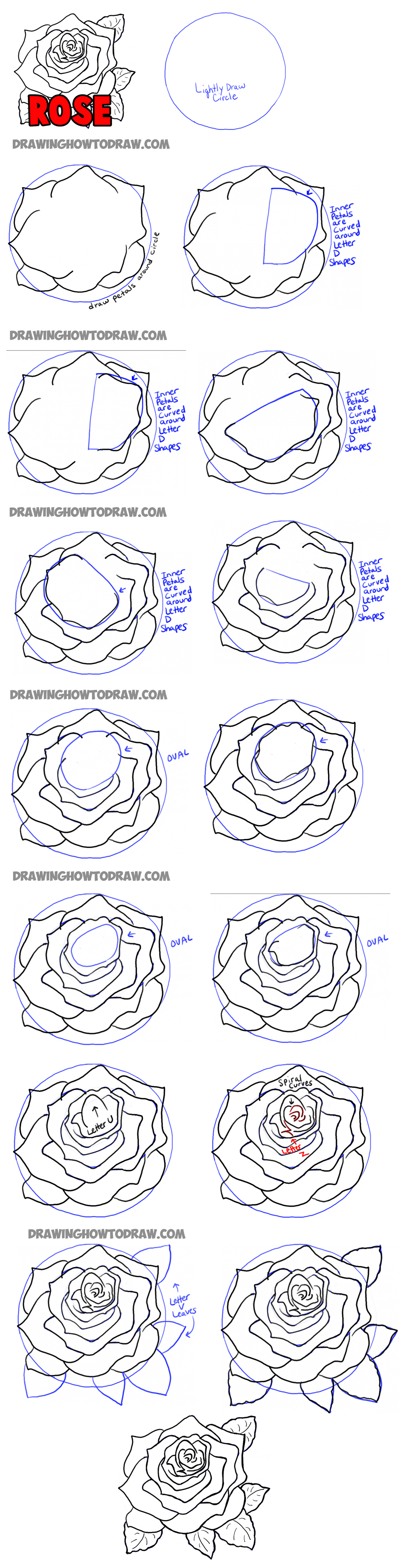 1100x4196 how to draw roses opening in full bloom step - Open Rose Drawing