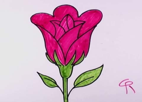480x347 How To Draw An Open Rose - Open Rose Drawing