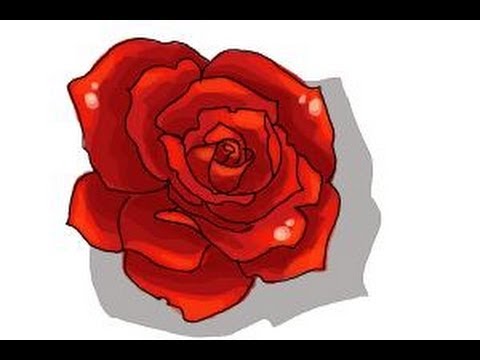 480x360 How To Draw An Open Rose - Open Rose Drawing