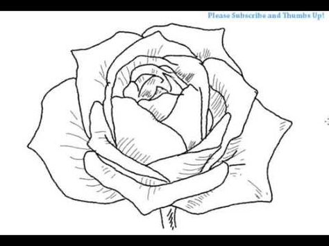 474x355 How To Draw An Open Rose Flower - Open Rose Drawing