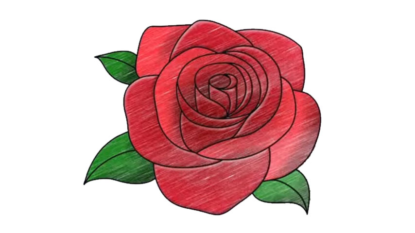 854x480 How To Draw An Open Rose - Open Rose Drawing