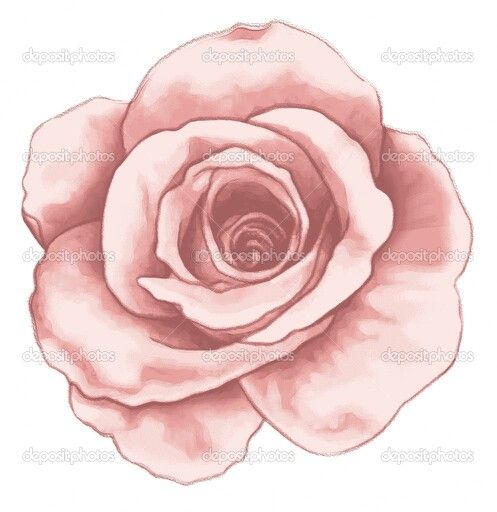 497x512 Pretty, Soft, Open Rose Would Be A Great Rose Tattoo Art - Open Rose Drawing