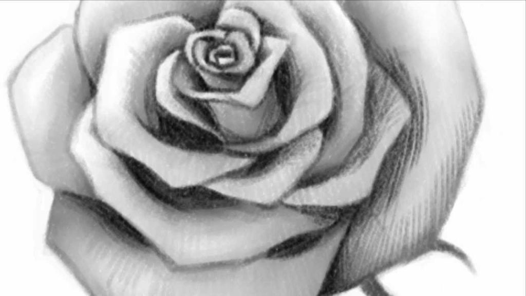 1024x576 rose drawing picture how to draw an open rose youtube wood - Open Rose Drawing