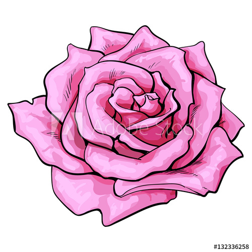 500x500 deep pink rose bud, top view sketch style vector illustration - Open Rose Drawing