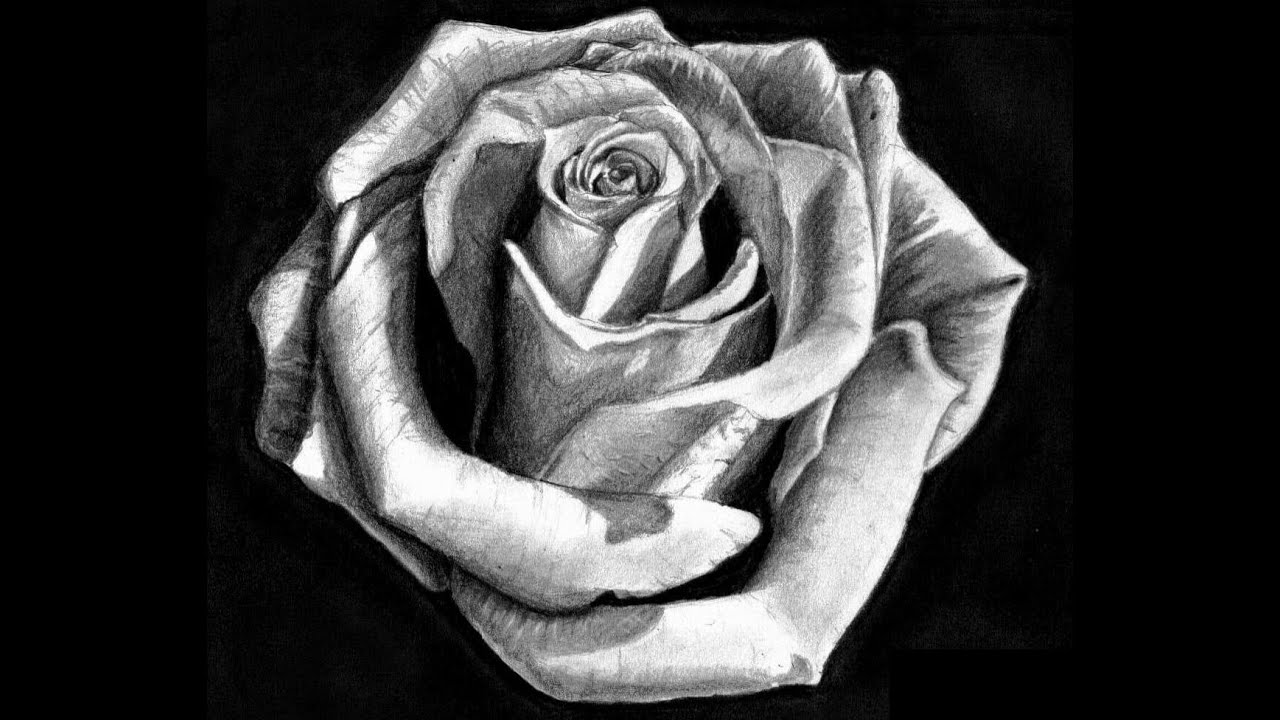 1280x720 Draw An Open Rose Tutorial How - Open Rose Drawing