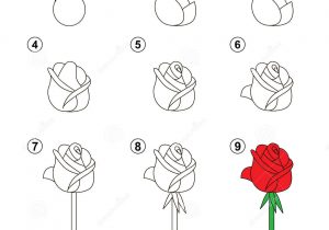 300x210 How To Sketch A Rose Step - Open Rose Drawing Step By Step