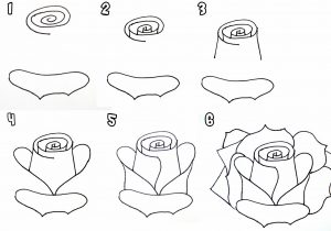 300x210 How To Sketch A Rose Step - Open Rose Drawing Step By Step