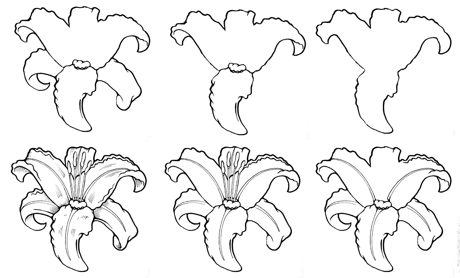 1600x967 How To Draw A Rose Step - Open Rose Drawing Step By Step