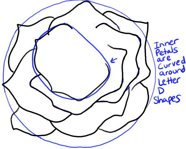 600x481 How To Draw Roses Opening In Full Bloom Step - Open Rose Drawing Step By Step