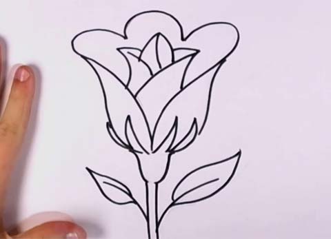 480x347 How To Draw An Open Rose - Open Rose Drawing Step By Step