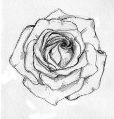 236x246 How To Draw An Open Rose - Open Rose Drawing Step By Step