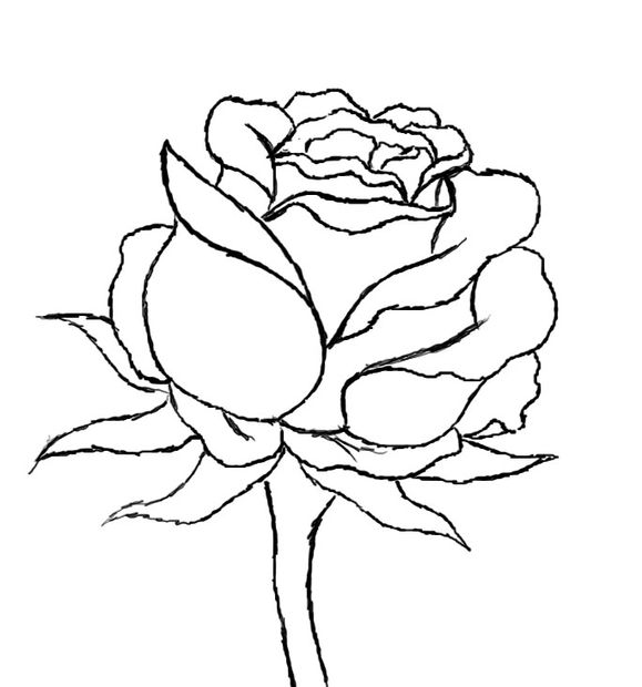 579x620 Huge Collection Of 'open Rose Drawing Step - Open Rose Drawing Step By Step