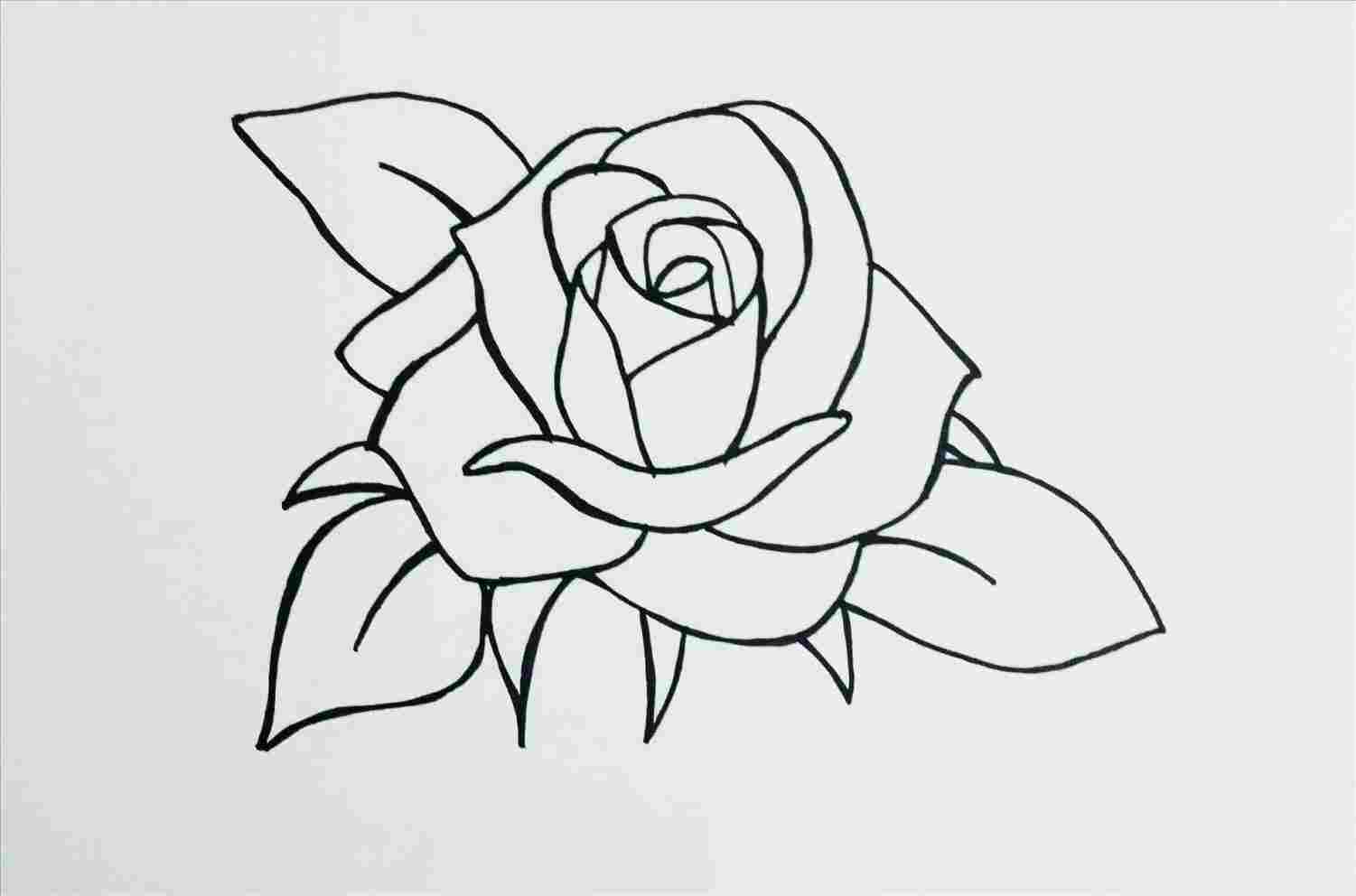 1501x992 Rose Drawing Step - Open Rose Drawing Step By Step