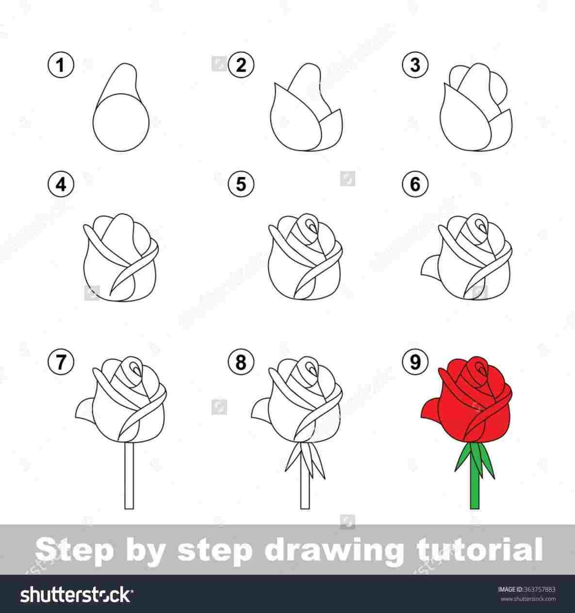 1185x1264 Simple Rose Drawings Step - Open Rose Drawing Step By Step