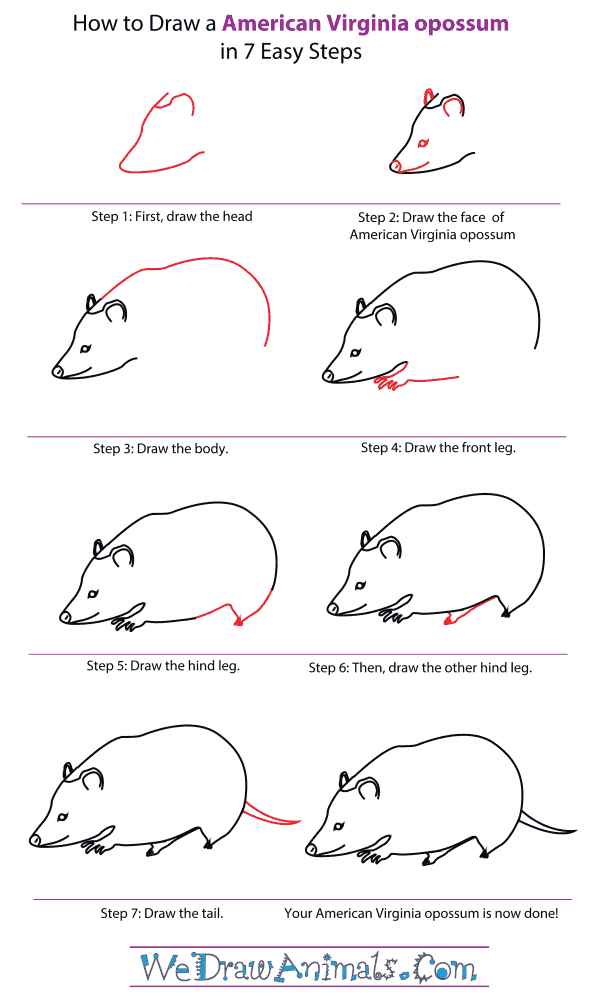 600x1000 How To Draw An American Virginia Opossum - Opossum Drawing
