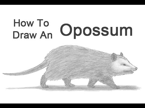 480x360 How To Draw An Opossum - Opossum Drawing