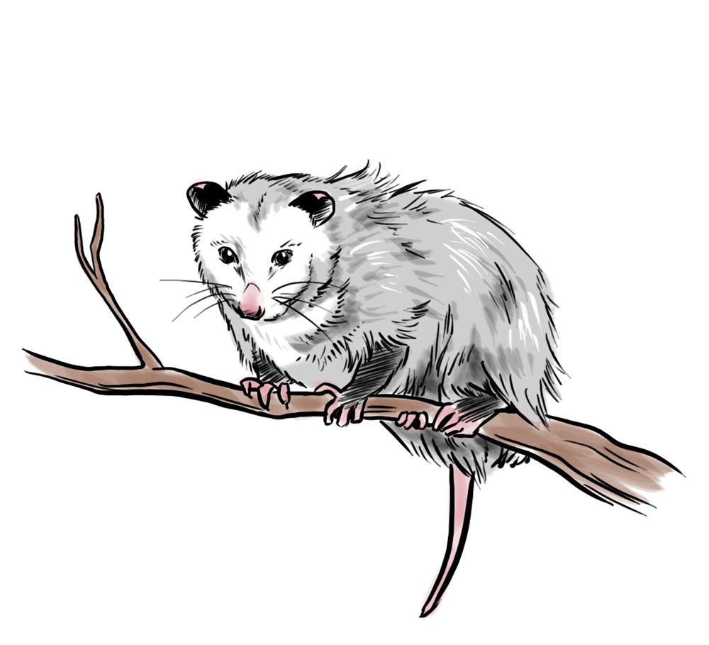 1000x909 How To Draw An Opossum Bathroom Color Palette - Opossum Drawing