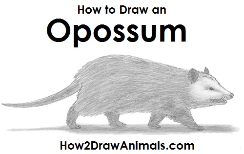 500x315 How To Draw An Opossum - Opossum Drawing