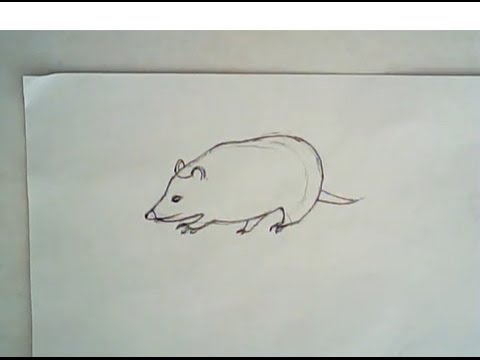 480x360 How To Draw An American Opossum - Opossum Drawing