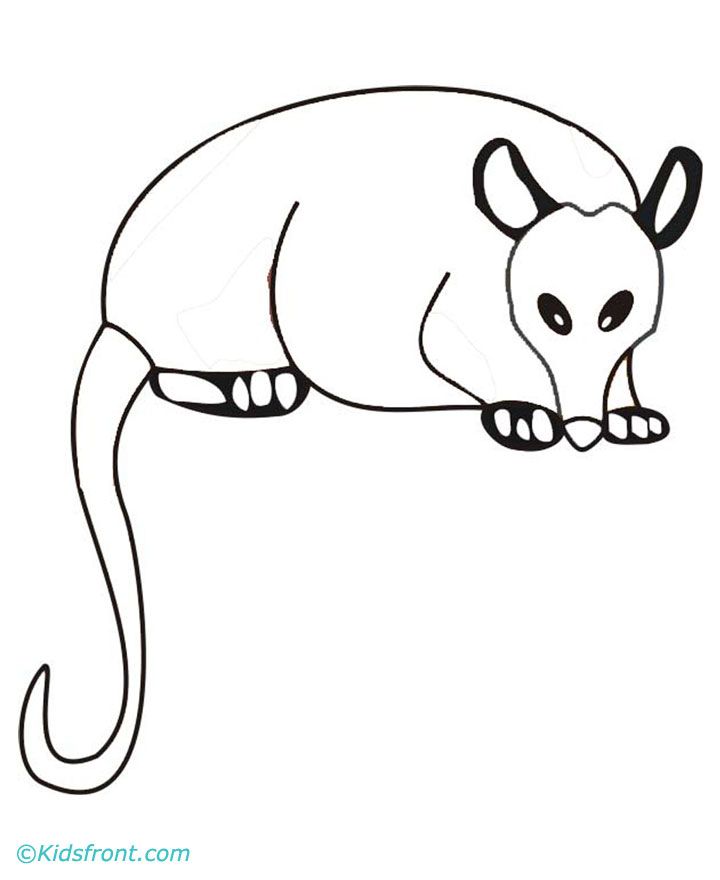 720x880 Opossum Drawing Easy For Free Download - Opossum Drawing