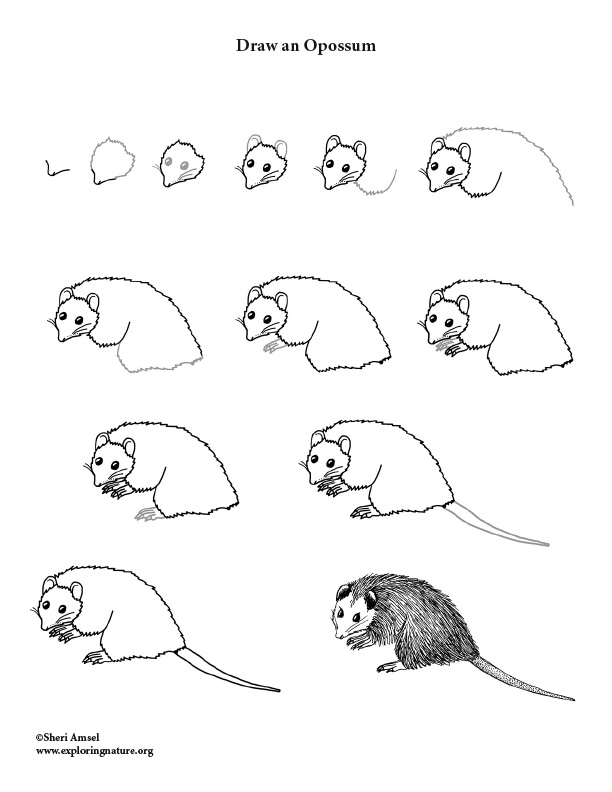612x792 Opossum Drawing Lesson - Opossum Drawing