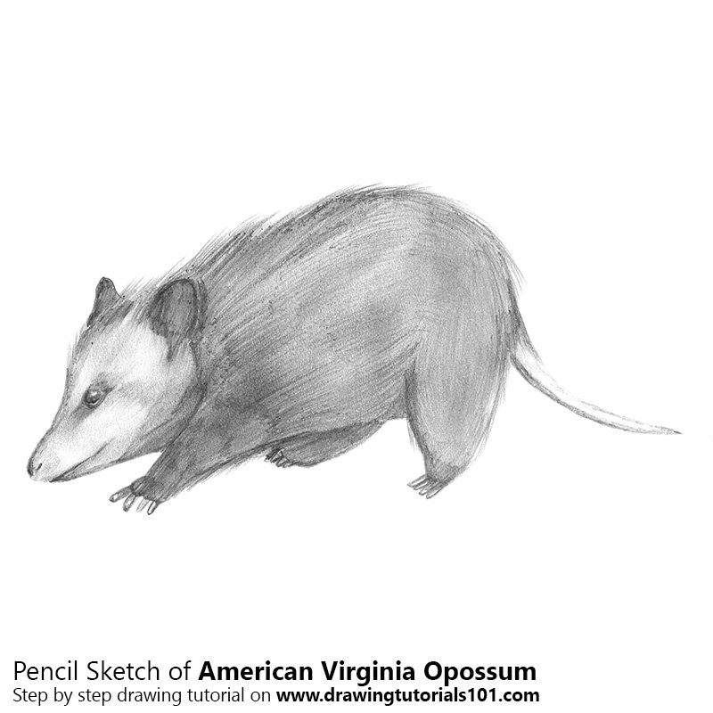 800x800 Virginia Opossum Pencil Drawing - Opossum Drawing