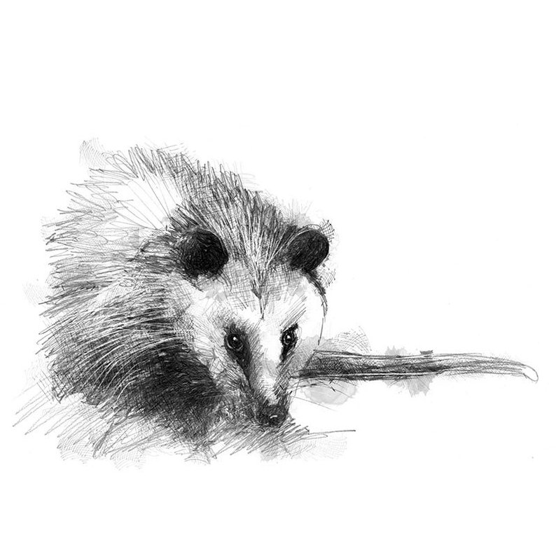 794x794 virginia opossum sketch limited edition fine art print from etsy - Opossum Drawing