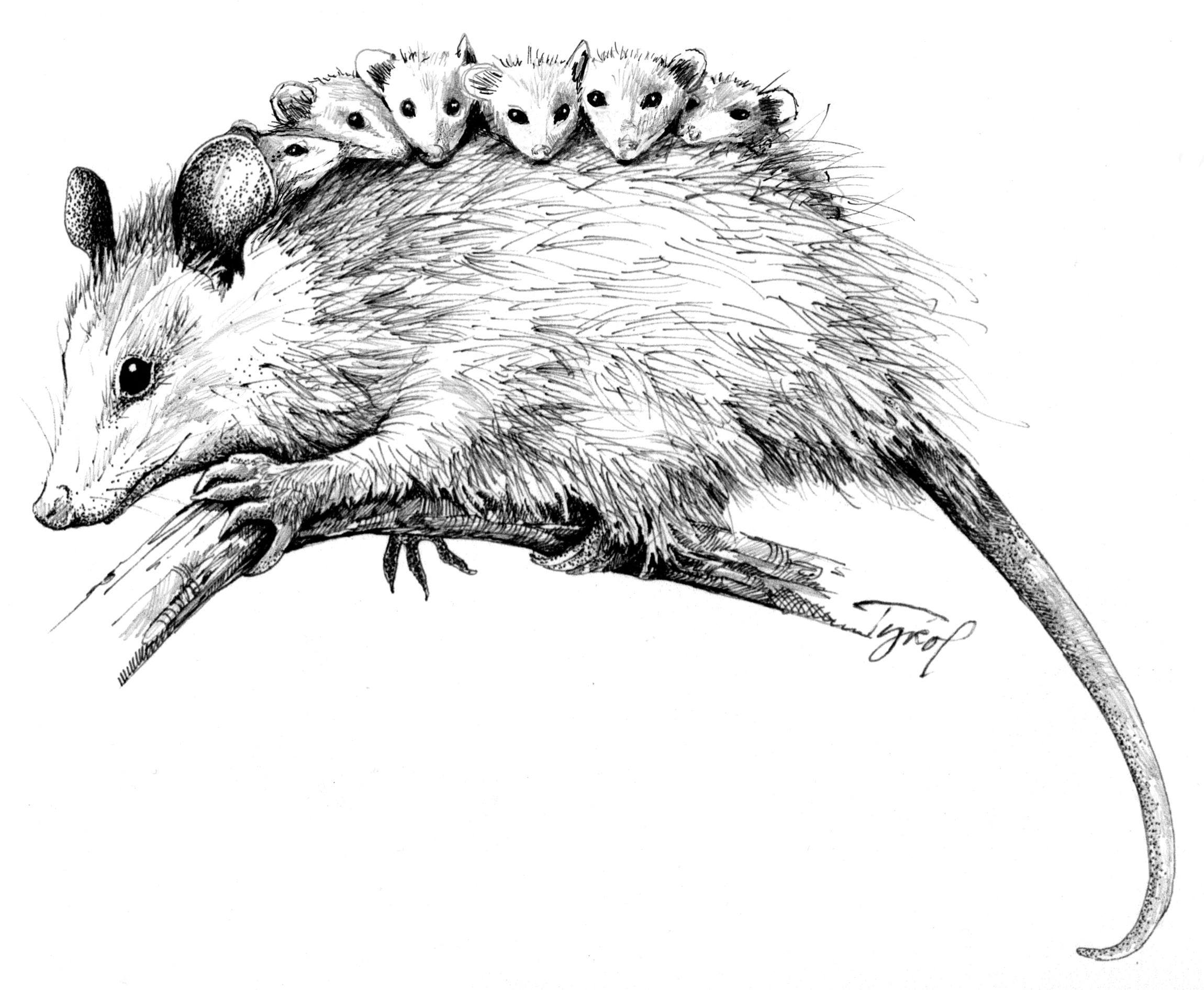 2300x1892 How To Draw A Possum - Opossum Drawing