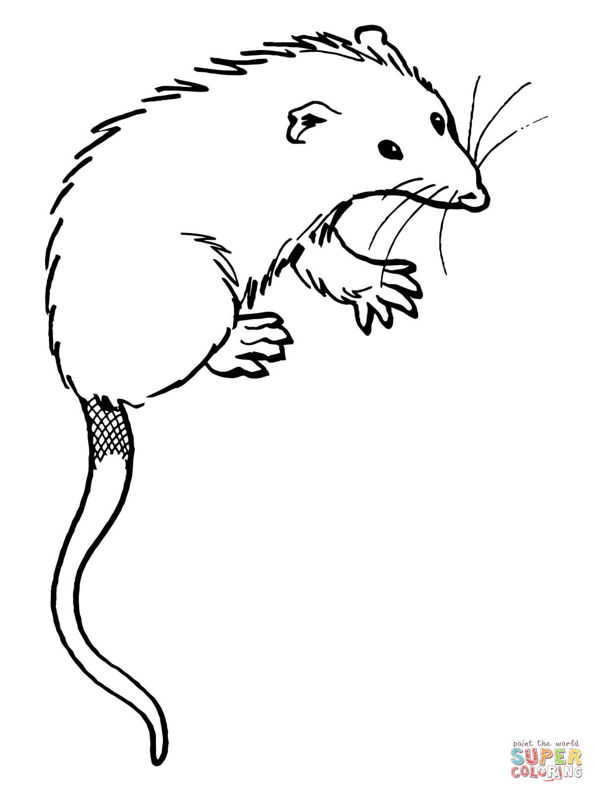 1200x1600 Opossum Drawing Possum For Free Download - Opossum Drawing