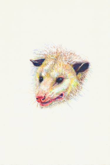 375x562 American Opossum Drawing - Opossum Drawing