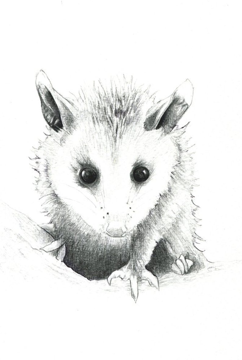 794x1183 Baby Opossum Art Print Of A Drawing Available Or Etsy - Opossum Drawing