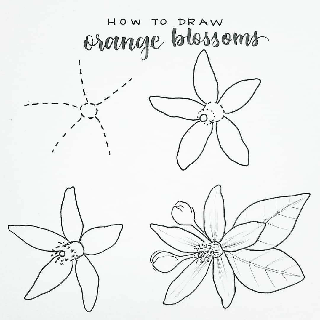 Orange Blossom Drawing at Explore collection of