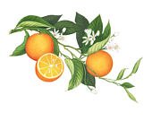 170x135 items similar to orange blossom botanical illustration - Orange Blossom Drawing