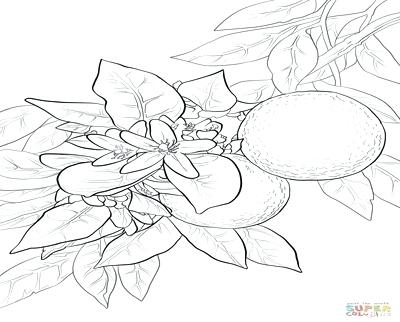 400x322 orange blossom coloring - Orange Blossom Drawing