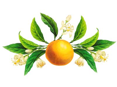 400x300 orange blossom vintage botanical illustration invitation ideas - Orange Blossom Drawing