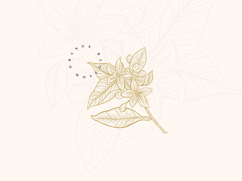 800x600 orange blossom - Orange Blossom Drawing