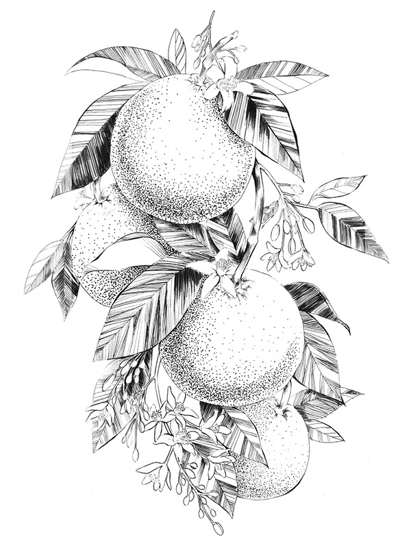 Orange Blossom Drawing at Explore collection of
