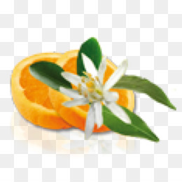 260x260 orange flower png - Orange Blossom Drawing