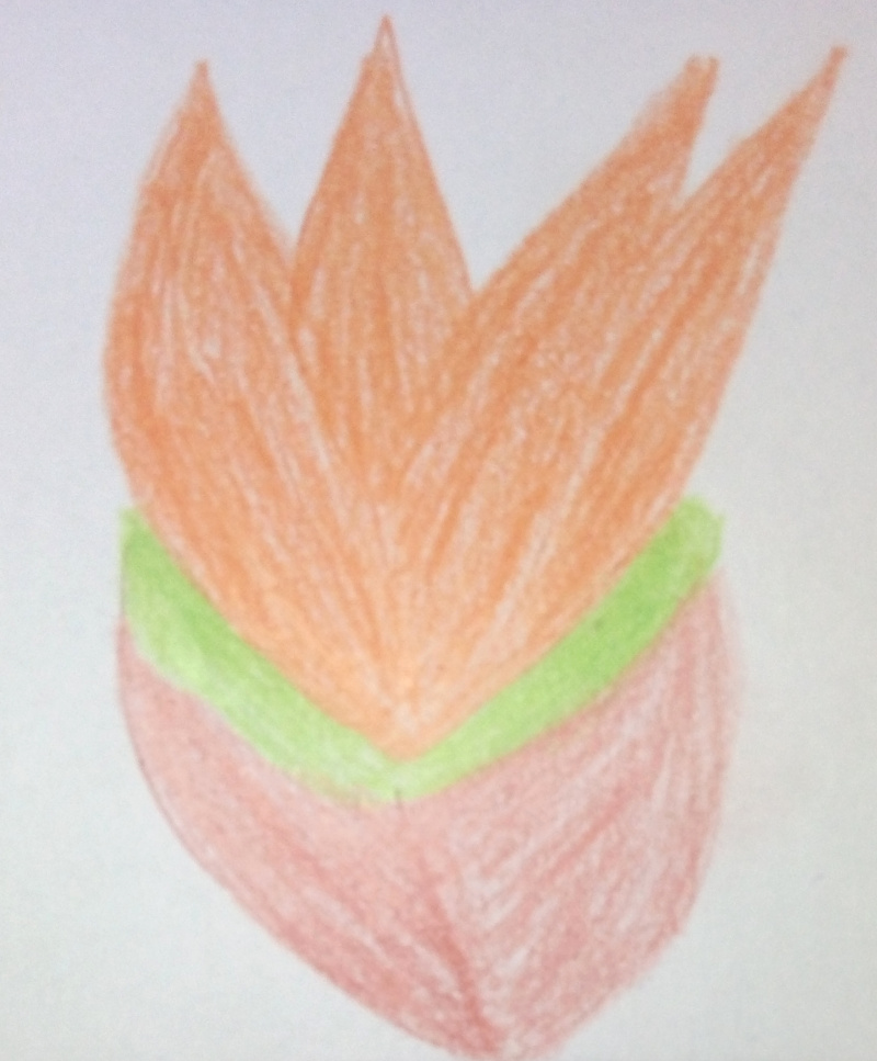 800x967 pencil drawing displays orange blossom pencil drawings - Orange Blossom Drawing