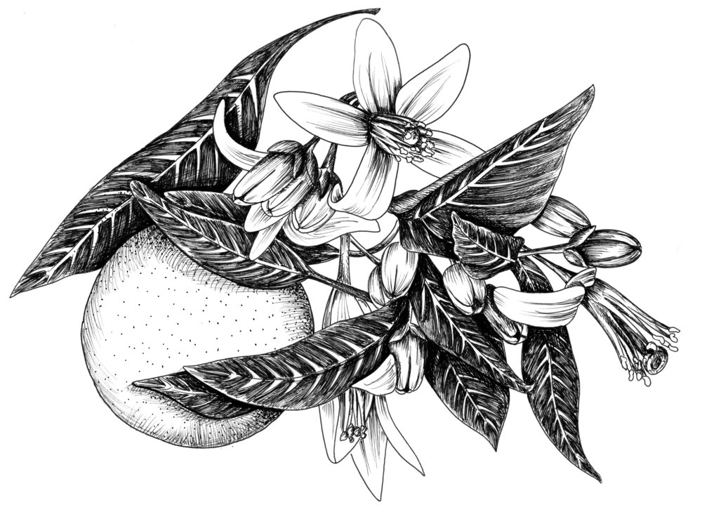 1000x756 pictures of how to draw an orange blossom - Orange Blossom Drawing