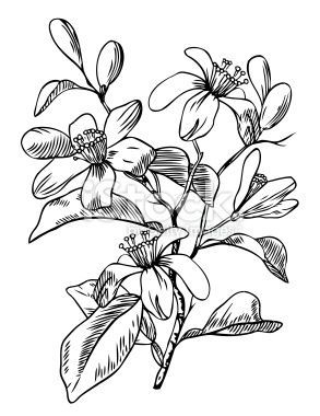 293x380 resultado de imagem para orange blossom drawing tattoo - Orange Blossom Drawing