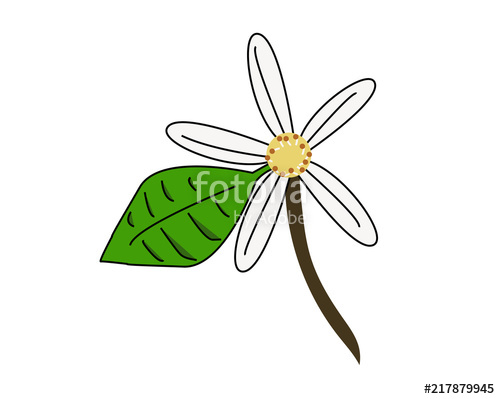 500x399 drawing of an orange blossom, the flower of orange tree - Orange Blossom Drawing