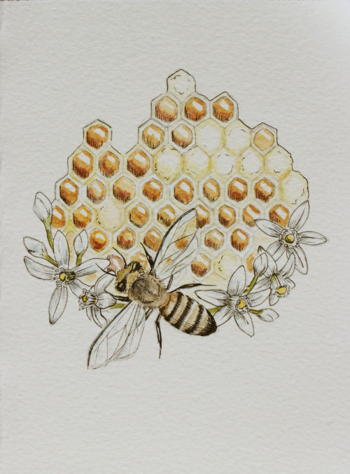 500x677 Drawing Art Painting Design My Art Ink Water Color Honey Bee - Orange Blossom Drawing