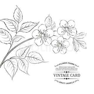 320x320 orange blossom sketch - Orange Blossom Drawing