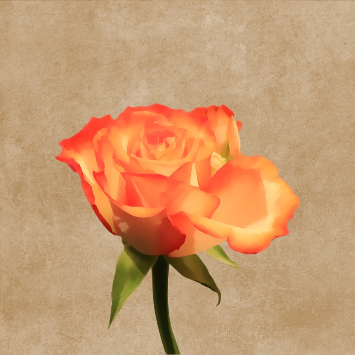 720x720 free photo blossom drawing orange flower rose bloom - Orange Blossom Drawing