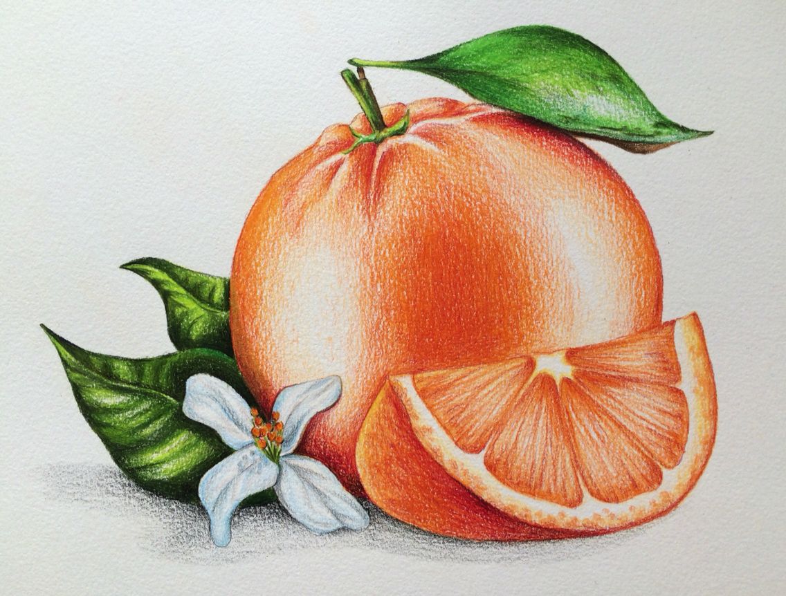 1136x862 orange, illustration, foodillustration, pencils, pencil drawing - Orange Drawing