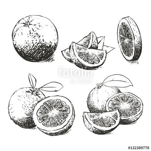 500x500 fresh ripe orange, drawing vector collection, orange vector - Orange Drawing