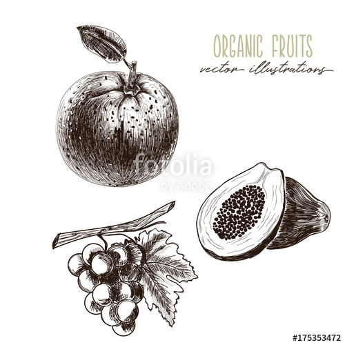 500x500 orange, papaya, grapes - Orange Fruit Drawing