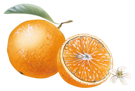 450x305 orange fruit drawing - Orange Fruit Drawing