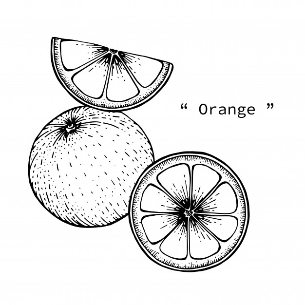 626x626 orange fruit drawing illustration - Orange Fruit Drawing